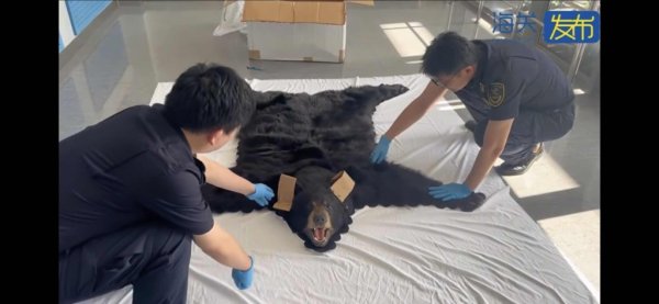 炒股配资平台大全 谎报为人造毛皮，上海浦东机场海关查获一张濒危北美黑熊皮地毯